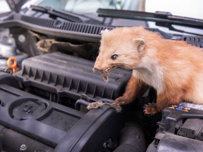 Marder richten im Motorraum Millionenschäden an