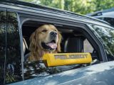 Wau-Effekt auf Rädern: Wenn der Hund den SUV designt - Bild 4