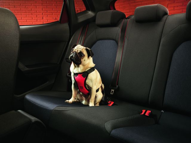 Ratgeber: Von der Dachbox bis Hundegeschirr - Bild 1