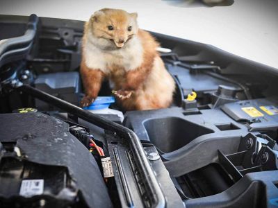 Marders Lieblingsspeise: Kabel und Schläuche