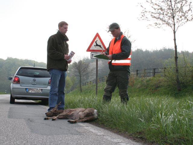 Ratgeber: Mehr als 280.000 Wildunfälle pro Jahr   - Bild 1