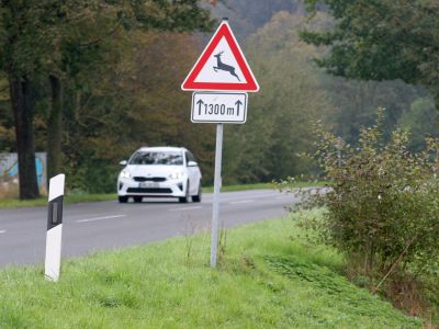 Viele Wildunfälle im April und Mai