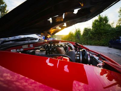 Ratgeber: Wie hält man den Marder fern?