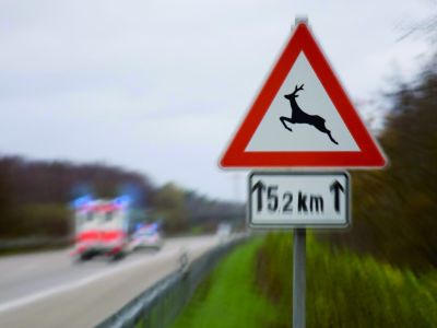 Alle zwei Minuten kollidiert ein Auto mit einem Tier