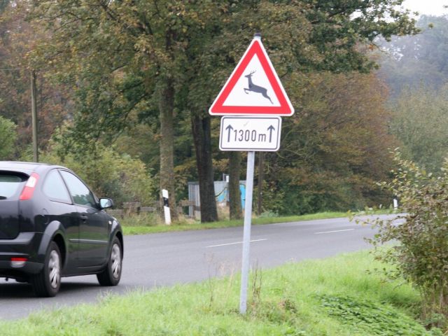 Zeitumstellung: Erhöhtes Risiko für Wildunfälle - Bild 1