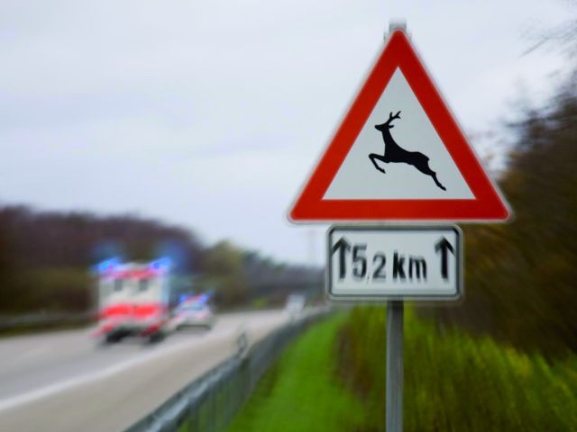 Frühlingsbeginn: Versicherer warnen vor Wildunfällen - Bild 1