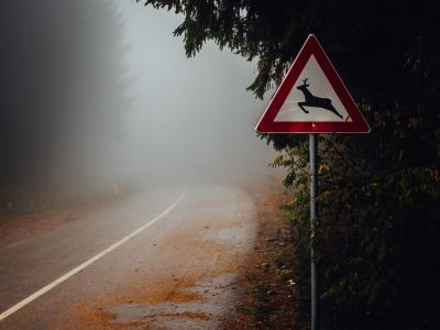 Wildunfälle: Vorsicht bei Dämmerung auf der Landstraße